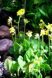 pierwiosnka lekarska.jpg